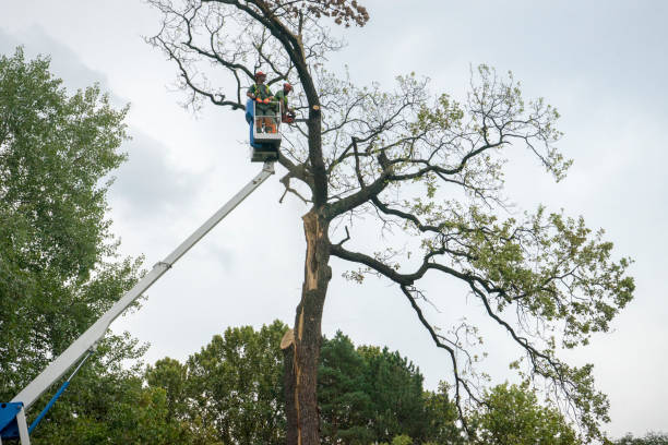 Professional Tree Removal Services in Rancho Tehama Reserve, CA