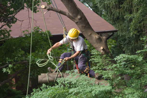 How Our Tree Care Process Works  in  Rancho Tehama Reserve, CA